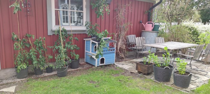 Växter i krukor, inklusive tomater och dahlior, utplacerade i en trädgård mot en röd stuga.