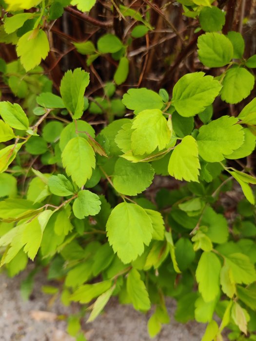 Ung växande häck med små ljusgröna blad framträdande mot en suddig brun bakgrund.