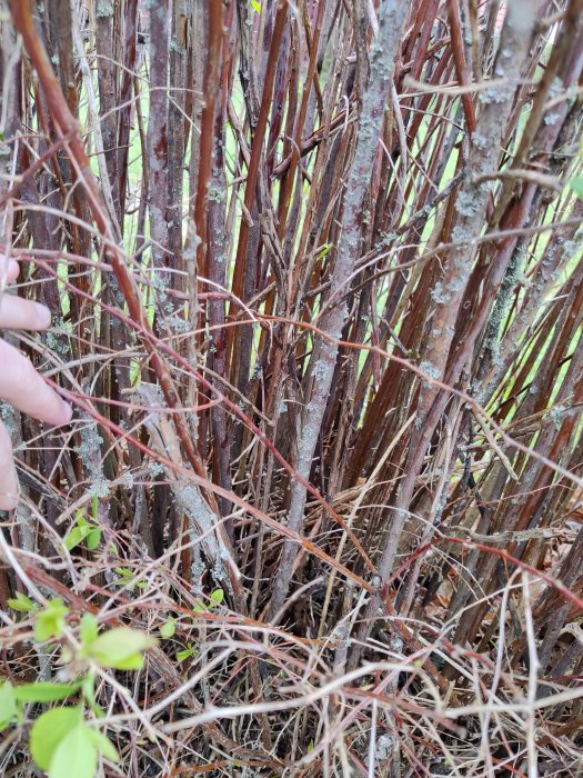 Närbild på en oidentifierad häck med små blad och tunna grenar, potentiellt innan full utväxt.