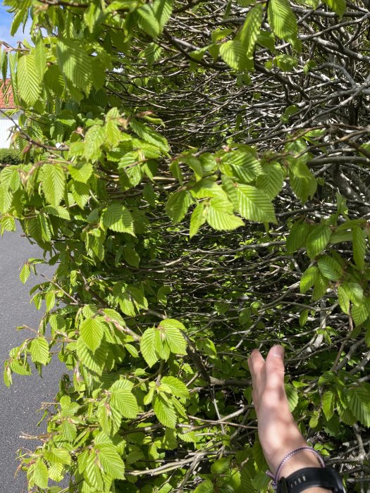 Grön buske med unga blad vid början av växtsäsongen med synlig struktur av grenar inuti, indikerar kommande beskärning.