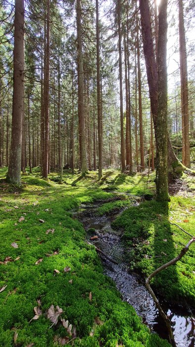 Solbelyst skog med täta träd och en mark täckt av frodig mossa samt en liten bäck.