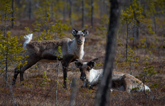 Två renar i en skogsglänta, en stående och en liggande, med träd i bakgrunden.