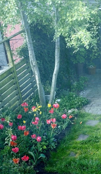 Utsikt genom ett fönster på en blommande tulpanrabatt med röda, rosa och gula blommor vid siden av en gångstig.