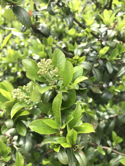 Närbild av en buske med gröna blad och små blomknoppar mot suddig bakgrund av bladverk.