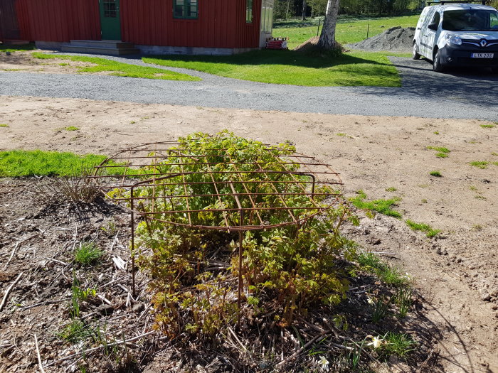 Hemmagjort växtstöd av metall runt en spireabuske framför ett rött hus och en bil.