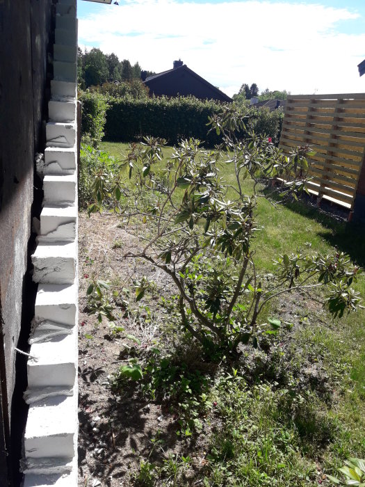 Tomt med Rhododendronbuske, avskalat område för båttransport och torr mark intill en vitmålad husvägg.