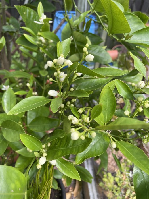 Citrusträd i växthus med vita blomknoppar och gröna blad.