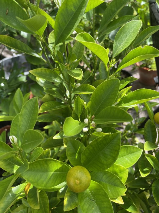 Citrusträd med mogen frukt och vita blommor i växthusmiljö.