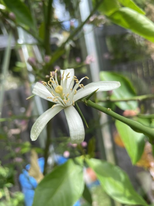 Närbild av en vit citrusblomma med gul pistill och gröna blad i ett växthus.