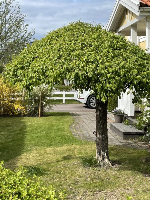 Tätt och hängande grenverk på ett grönt prydnadsäppelträd framför en trädgård.