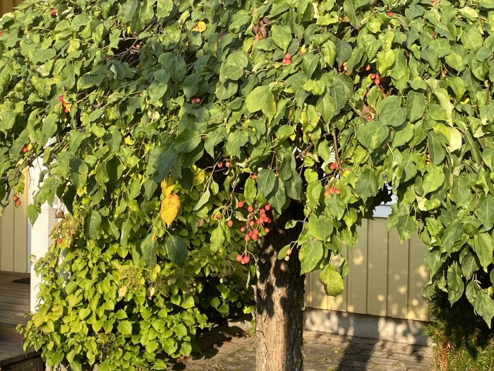 Tätt och hängande grenverk av prydnadsäppelträd med röda frukter mot en trästam och en grön staketbakgrund.