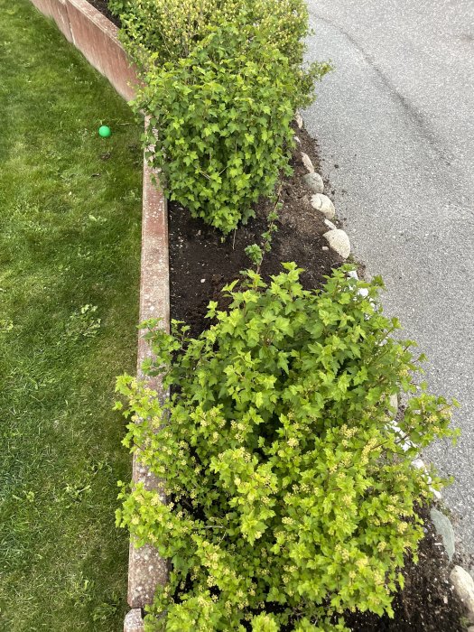 Långsträckt blomsterrabatt med gröna buskar och stenkanter längs en gräsmatta och asfalterad väg.