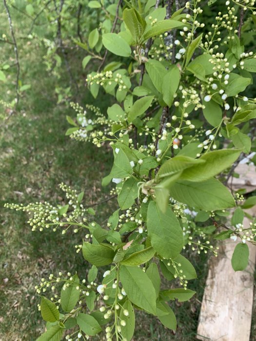 Hägg i knopp nära att blomma, gröna blad och vita knoppar i förgrunden.