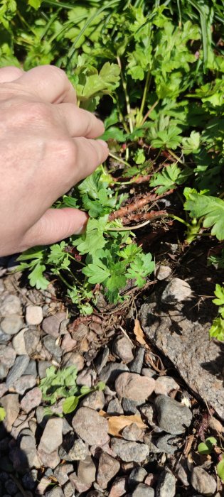 Hand som pekar på brun näva rot på marken med småsten och gröna blad i solljus.