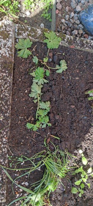 Nävor med bruna rötter planterade i jord, intill grus och stenar.