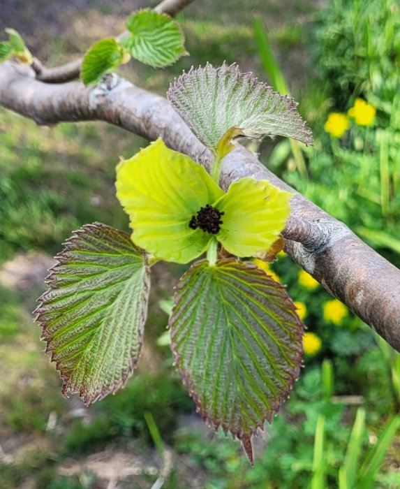 Limegröna löv på en gren i förgrunden med suddig grönska i bakgrunden.