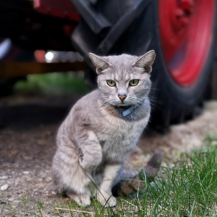 Grå katt med blått halsband sitter framför traktordäck.