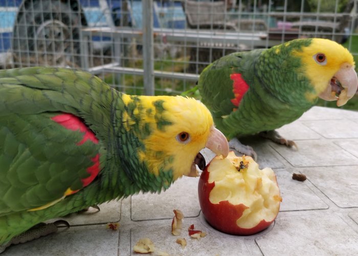 Två papegojor äter bitar från ett rött äpple på en stenterrass.