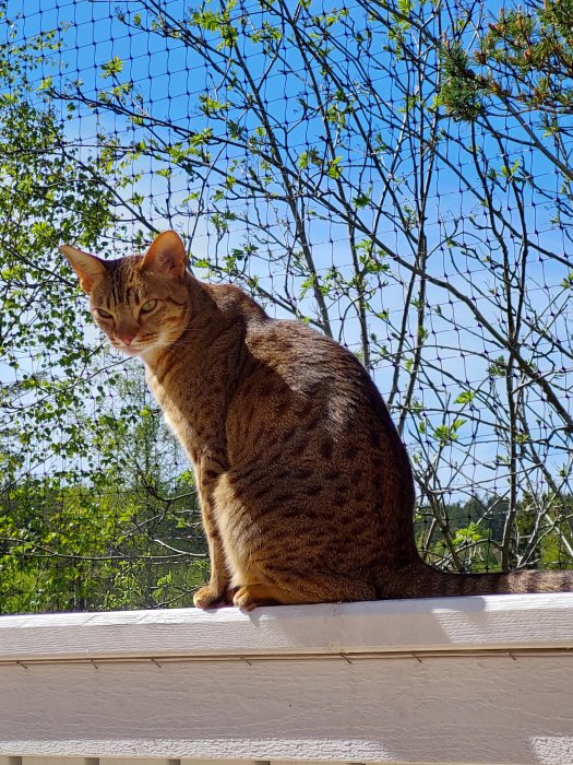 Katt sitter på en vit altanledning med nätstaket och gröna träd i bakgrunden.