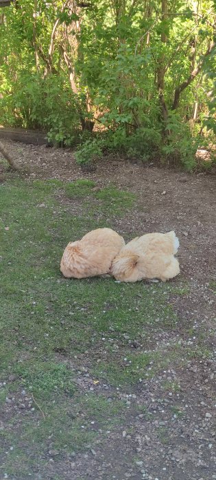 Två hönor som sover tillsammans på en gräsfläck utomhus.