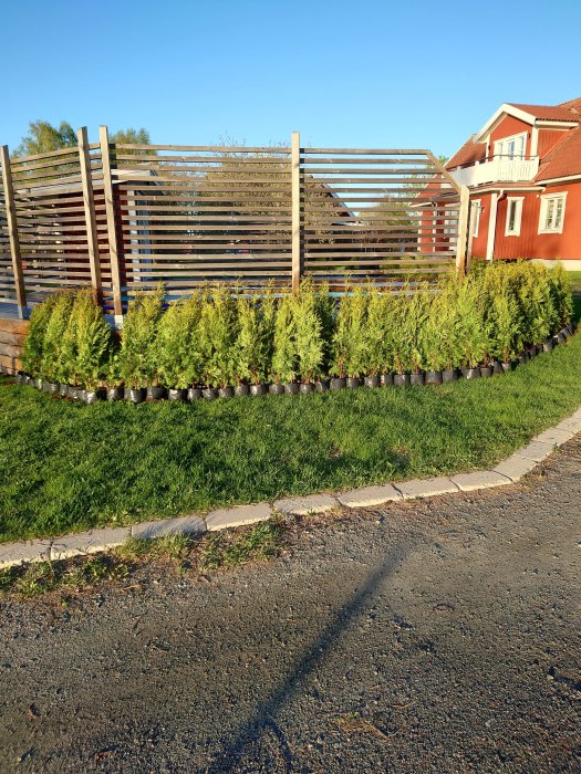 Rad av nyplanterade buskar längs trästaket med ett rött hus i bakgrunden.