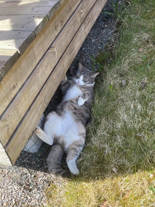 Katt vidnamn Dino ligger på rygg och slappar under en trätrapp utomhus.