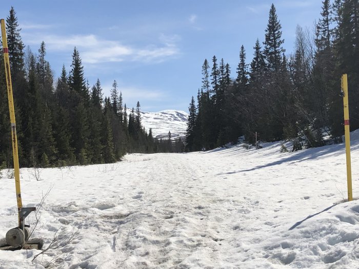 Solig vy av snötäckt landskap med träd och berg i bakgrunden, indikerar sen vinter eller tidig vår.