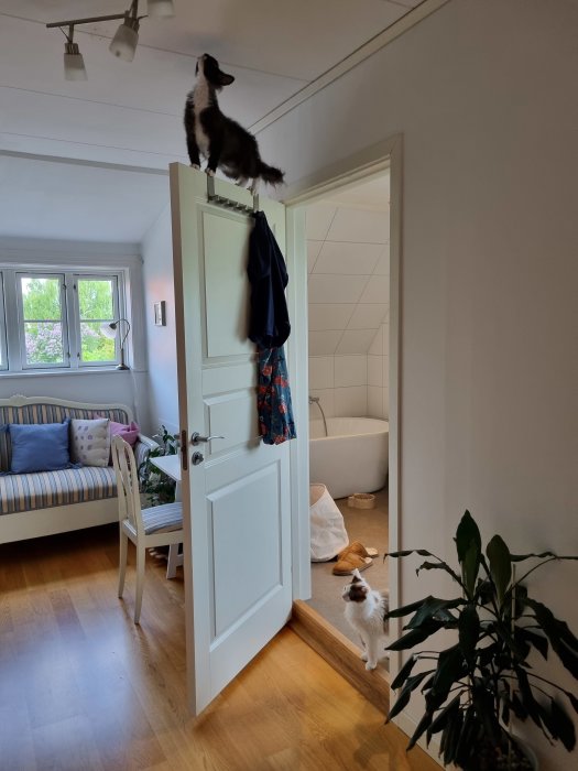 Katt på en dörrtopp tittar uppåt medan en annan katt står nedanför på golvet inuti ett hus.