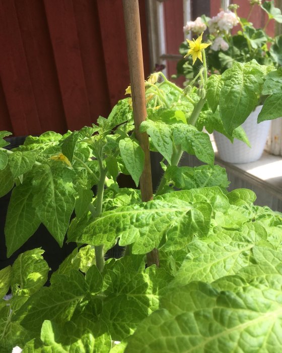 Tomatplanta 'Tigerett' med gulgrön färg på stammen och blekare blad, blommande mot röd trävägg.