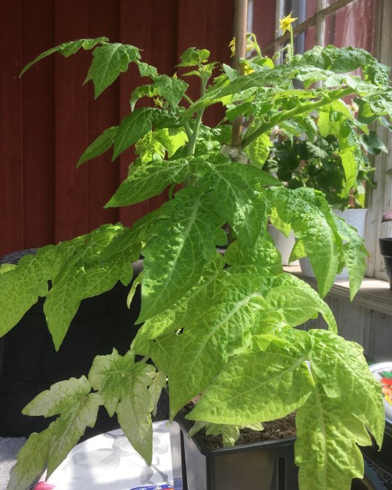 Gulgrön tomatplanta 'Tigrett' med ovanlig blek färg och kraftigt stamverk, blommar mot röd trävägg.