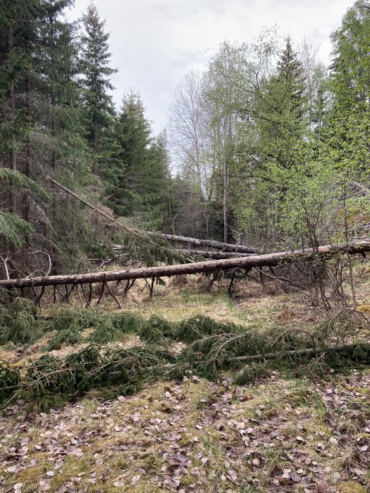 Fallen träd i skogen med avbrutna grenar och löv på marken.