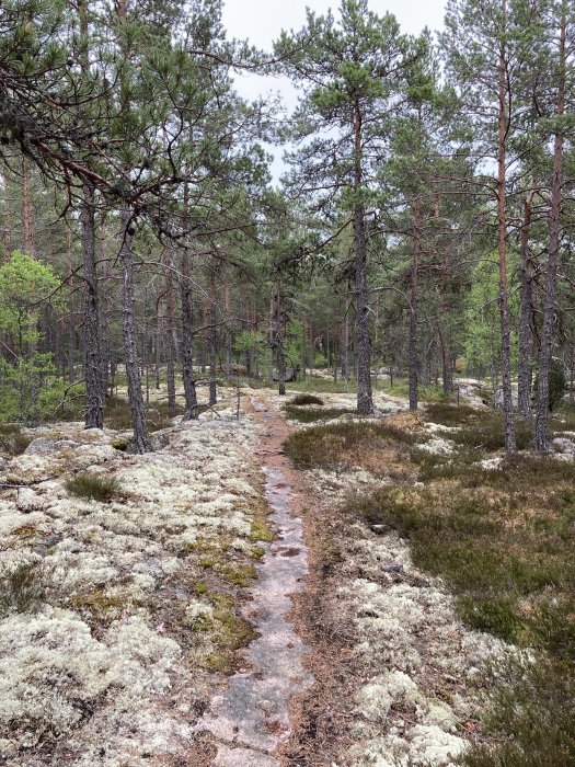 Stig genom skog med tallar och vitmossa, naturstig i skandinaviskt skogslandskap.