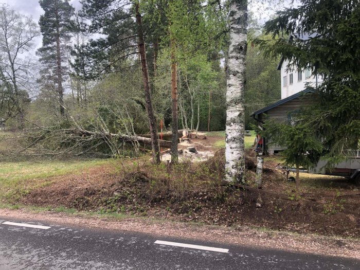 Fällda träd vid tomtgräns nära väg med stubbar synliga och hus i bakgrunden.