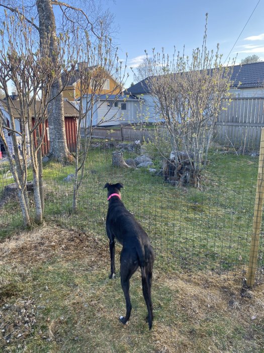 Hund med rosa halsband som står och tittar genom ett staket i en trädgård.