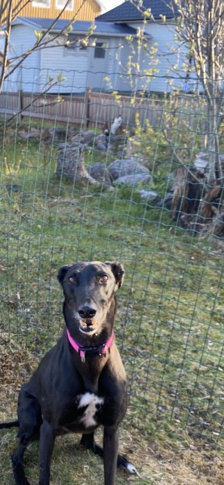 Svart hund med rosa halsband sitter bredvid staket med en suddig katt i bakgrunden.