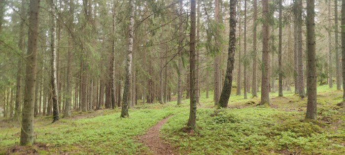 En slingrande stig genom en tät granskog med ljusgrön markvegetation.
