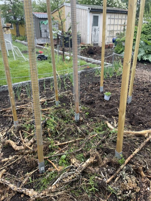 Trädgårdsland med nyligen uppsatta trästolpar och nätstöd för tomatplantor, några små plantor i marken.