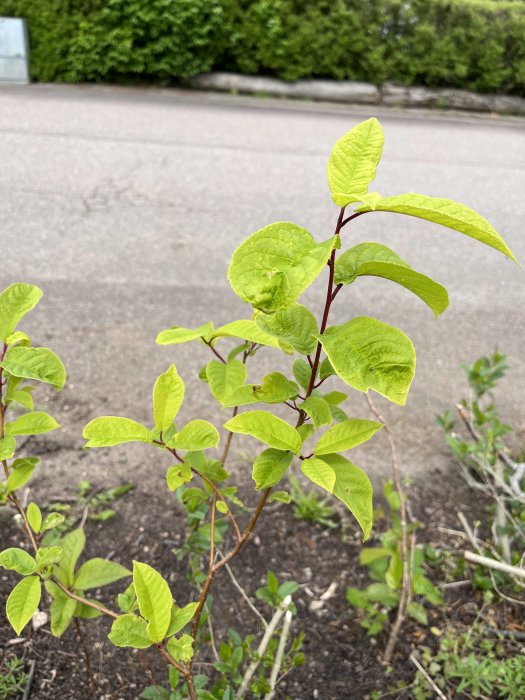 Gröna blad på planta som misstänks vara parkslide i en trädgård, med asfalt och häck i bakgrunden.