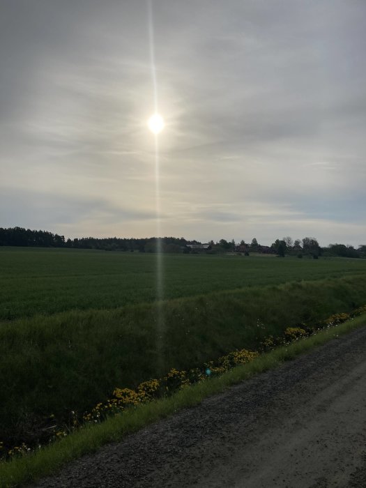Solig landskapsvy med grön äng, vägkant med gula blommor och träd i bakgrunden.
