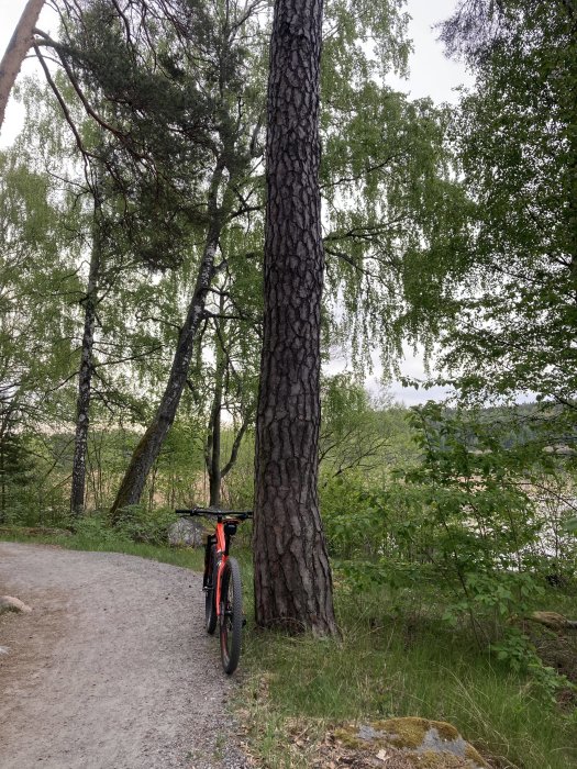 Mountainbike lutad mot ett träd vid en skogsslinga med sjö i bakgrunden.