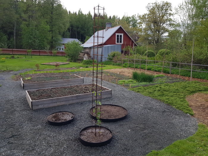 Nygrävd gång och rabatt i trädgård med krukor och klematis som står vid stödpinne, hus i bakgrunden.