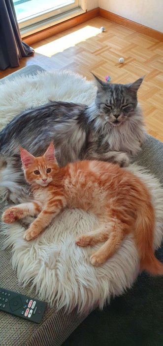 En äldre grå Maine Coon-katt och en ung röd Maine Coon-kattunge ligger tillsammans på en vita matta.