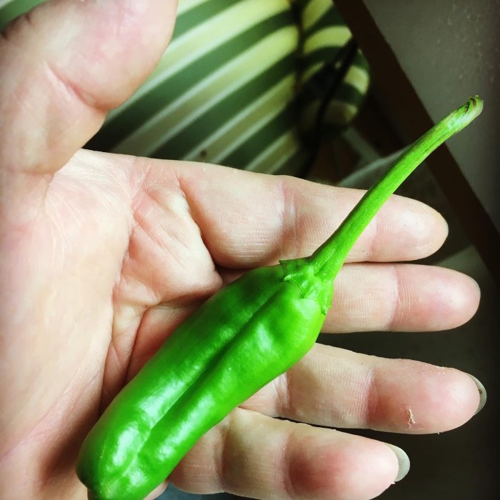 Hand håller en nyskördad grön Anaheim chili mot en otydlig bakgrund.