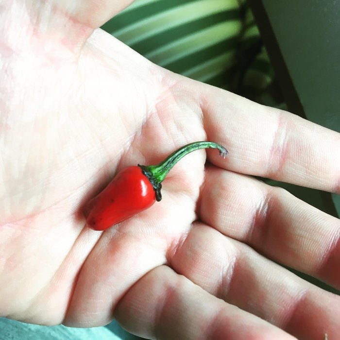 En liten röd ANAHEIM chili i en hand, nyss skördad inför omplantering av plantan.