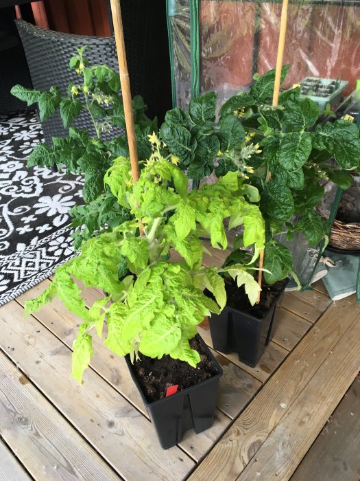 Tomatplantor på trägolv, en TIGRETT med ljusgröna blad bredvid två mörkgröna tomater.