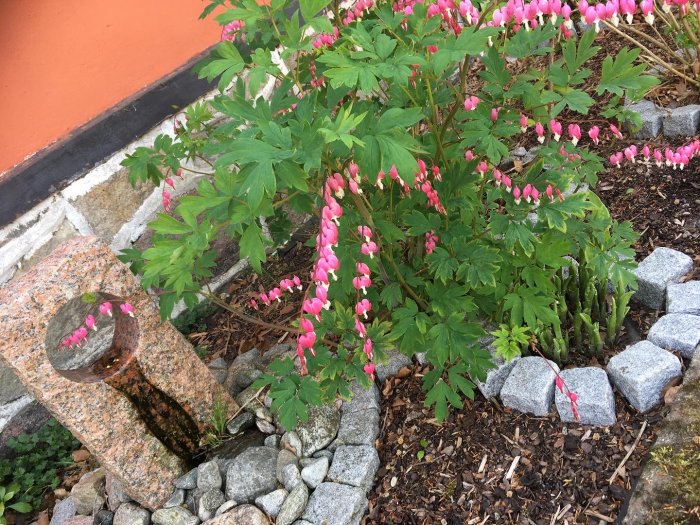 Rosa och vita Löjtnantshjärtan bredvid en mur och dekorativa stenar i en trädgård.