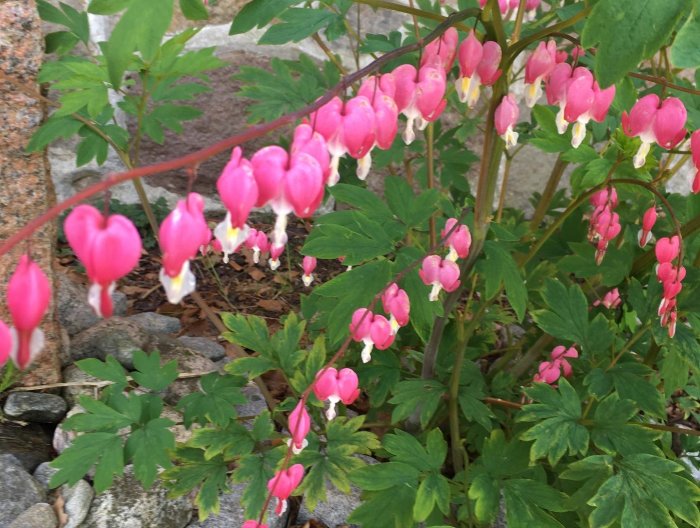 Blommande löjtnantshjärtan med rosa och vita blommor mot en bakgrund av gröna blad och stenar.