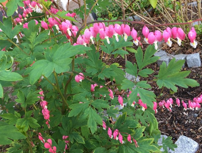 Rosa blommor av växten Löjtnantshjärta bland gröna blad och grusunderlag.