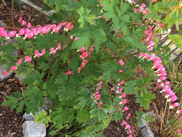 Rosa och vita löjtnantshjärta-blommor med gröna blad i en trädgård.