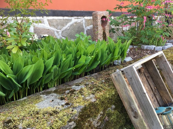 Liljekonvaljplantor i blomning nära en mossbeklädd stenmur och en träkompostlåda i en trädgård.